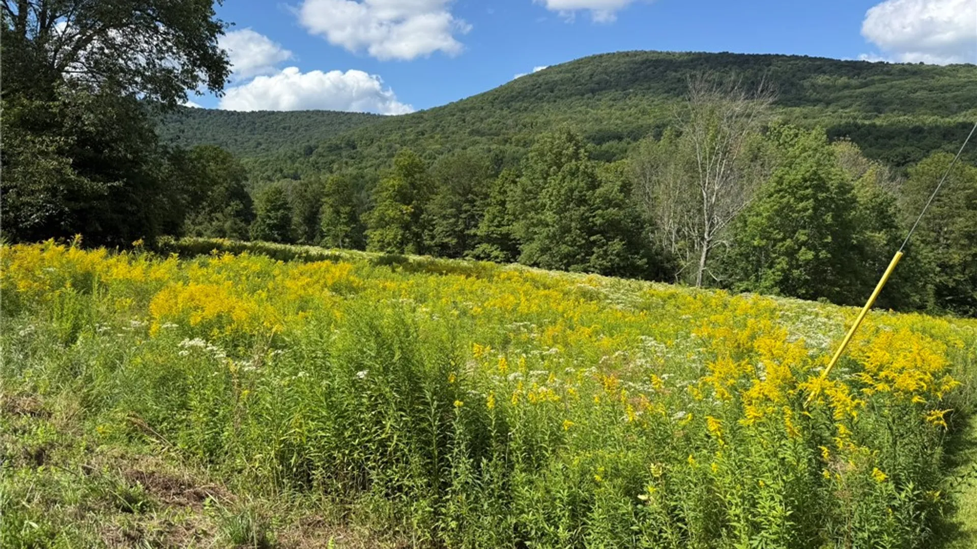 Property at 0 Lower Meeker Hollow Run, Roxbury, NY 12474 7