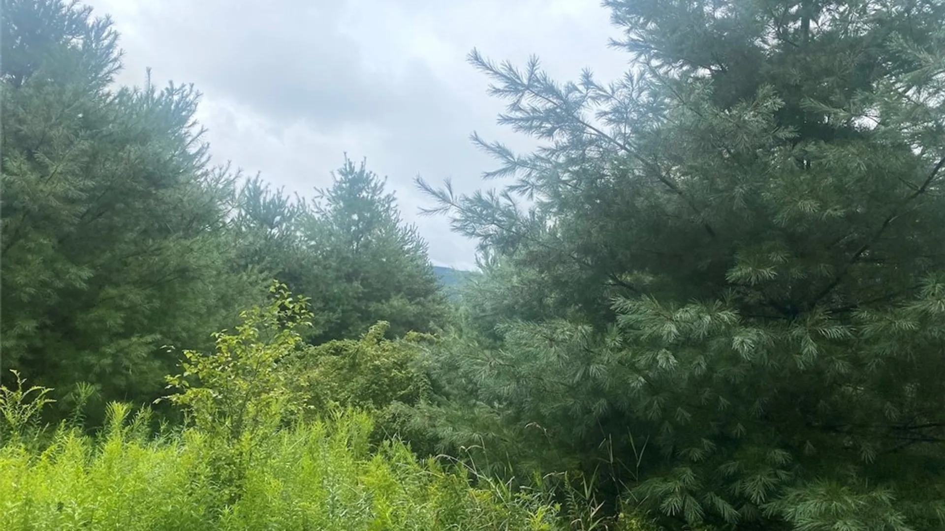 Property at Rt-275, Wirt, NY 14739 9