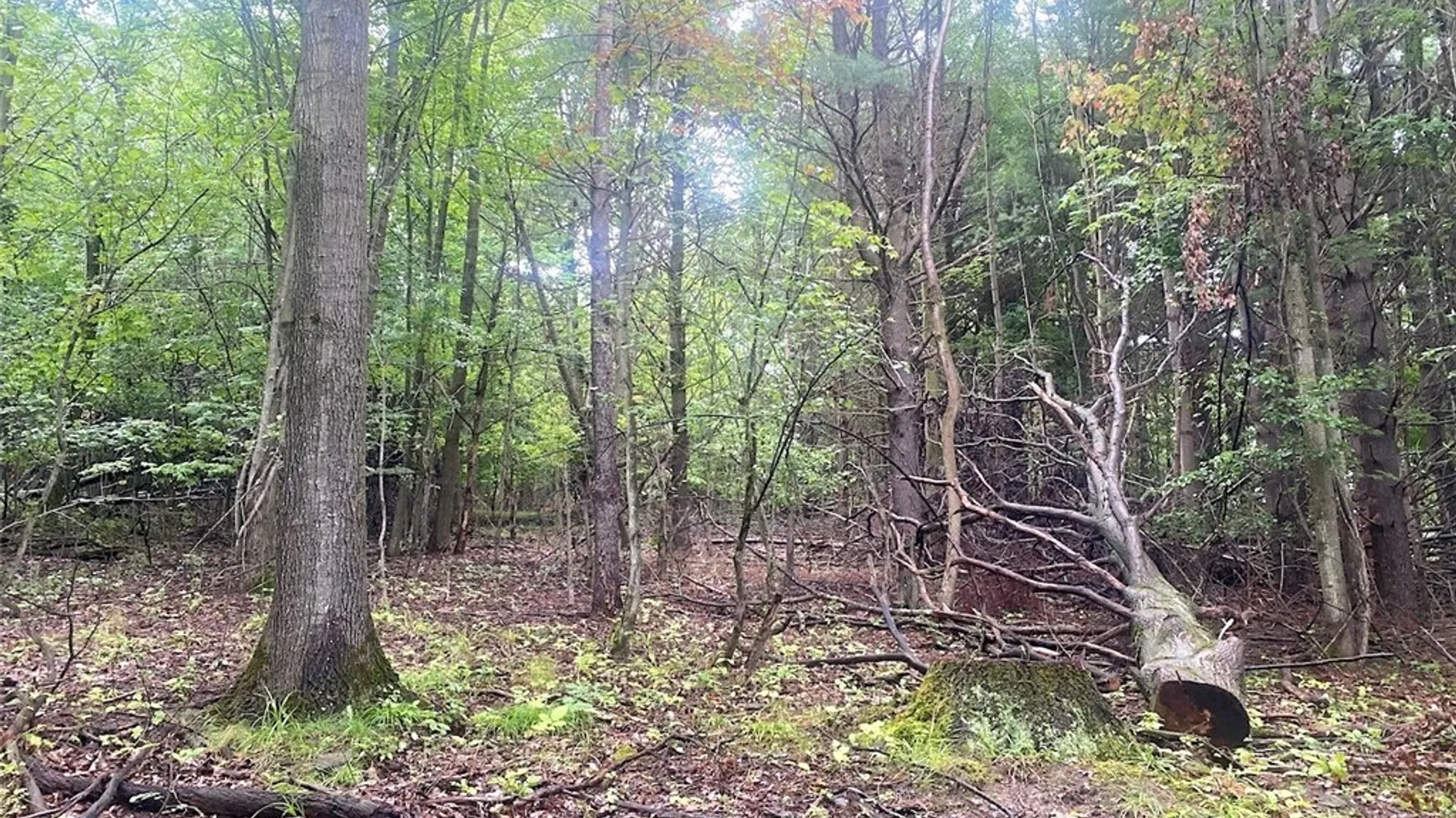 Property at Rt-275, Wirt, NY 14739 15