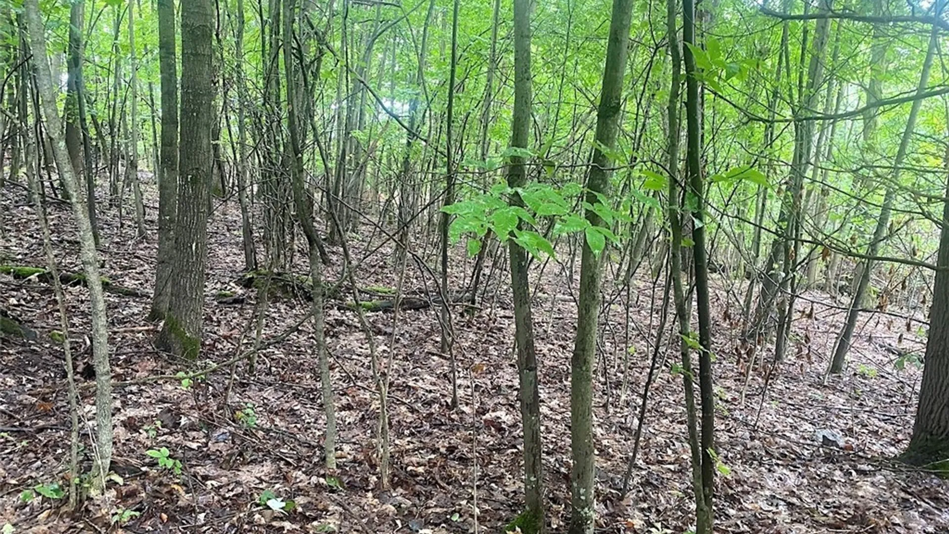 Property at Rt-275, Wirt, NY 14739 16