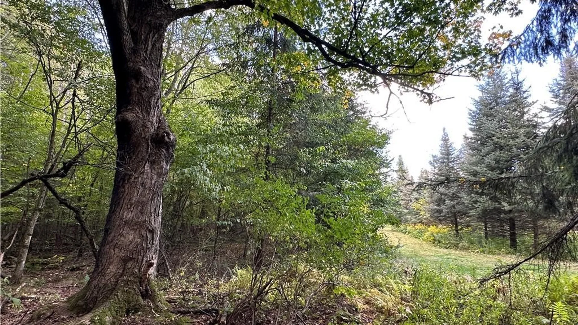 Property at Lot 7 McAndrews Road, Alfred, NY 14806 4