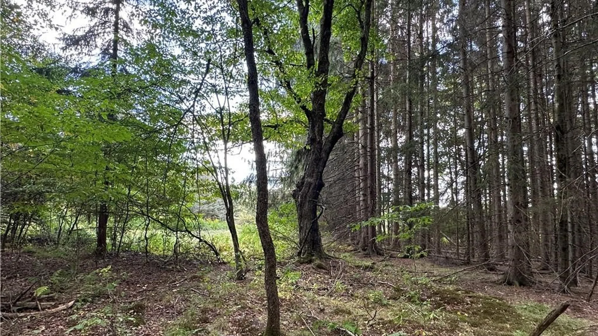 Property at Lot 7 McAndrews Road, Alfred, NY 14806 19