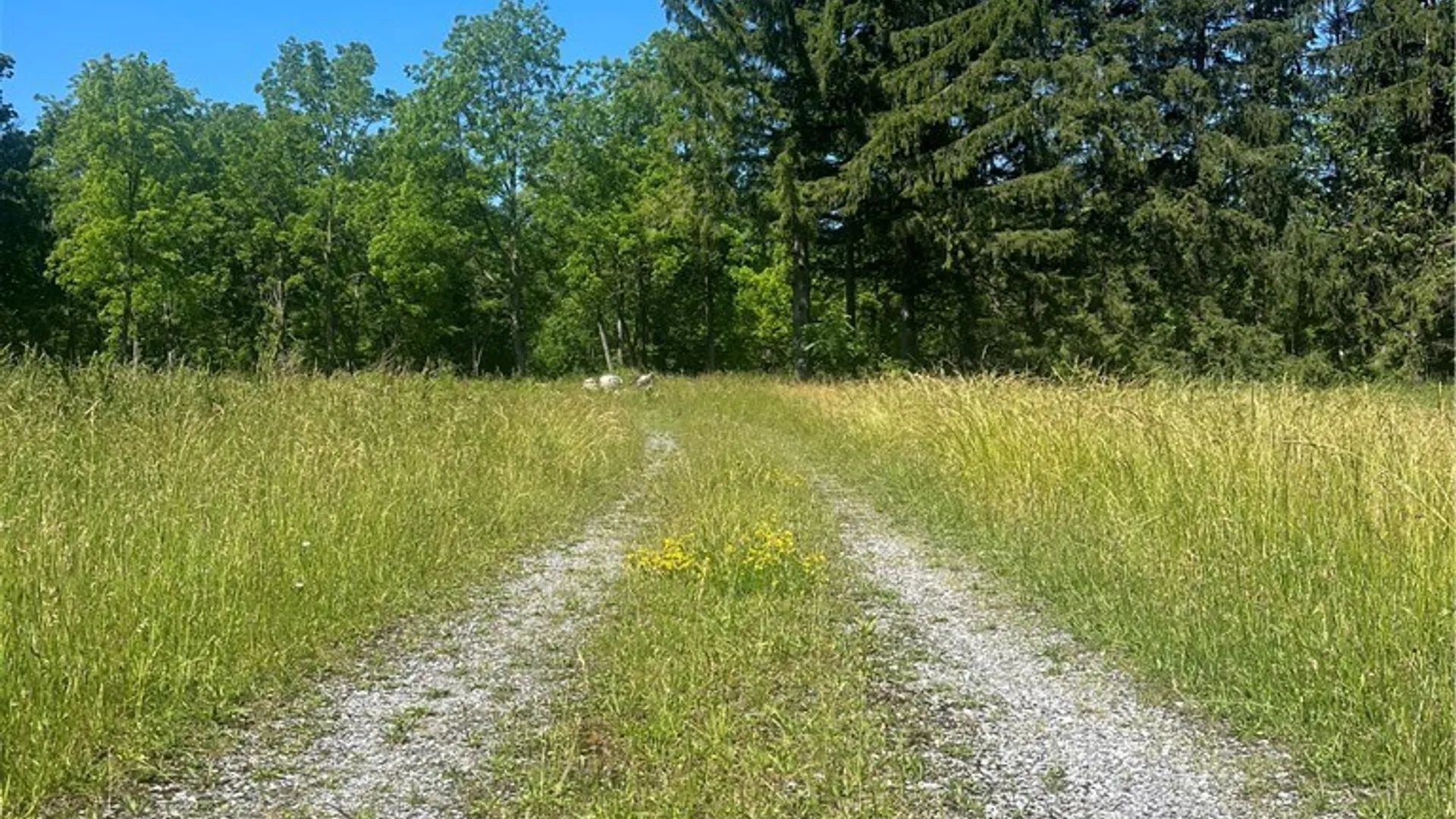 Property at 4880 Ransom Road, Clarence, NY 14301 9