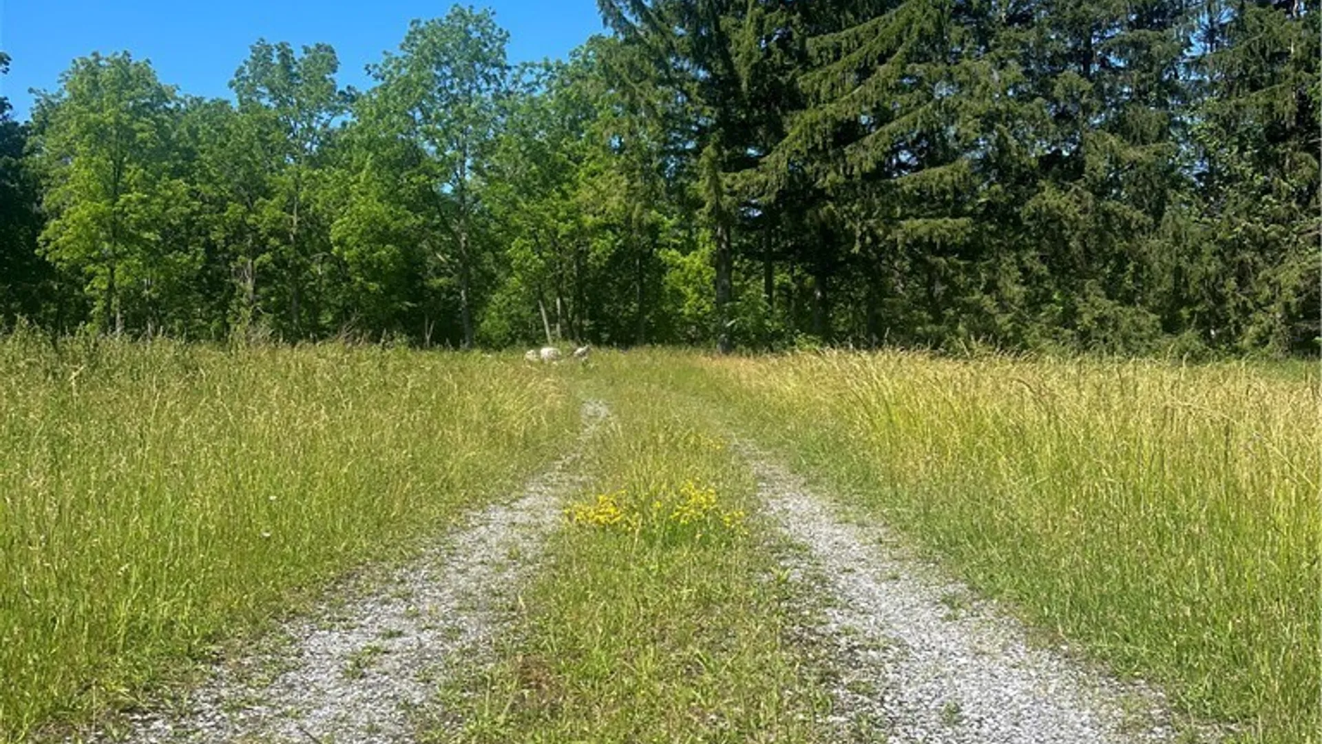 Property at 4880 Ransom Road, Clarence, NY 14301 10