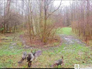 Property at Route 430, Mina, NY 14736