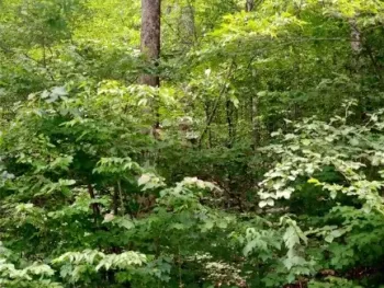 Property at Gridleyville, Spencer, NY 14883