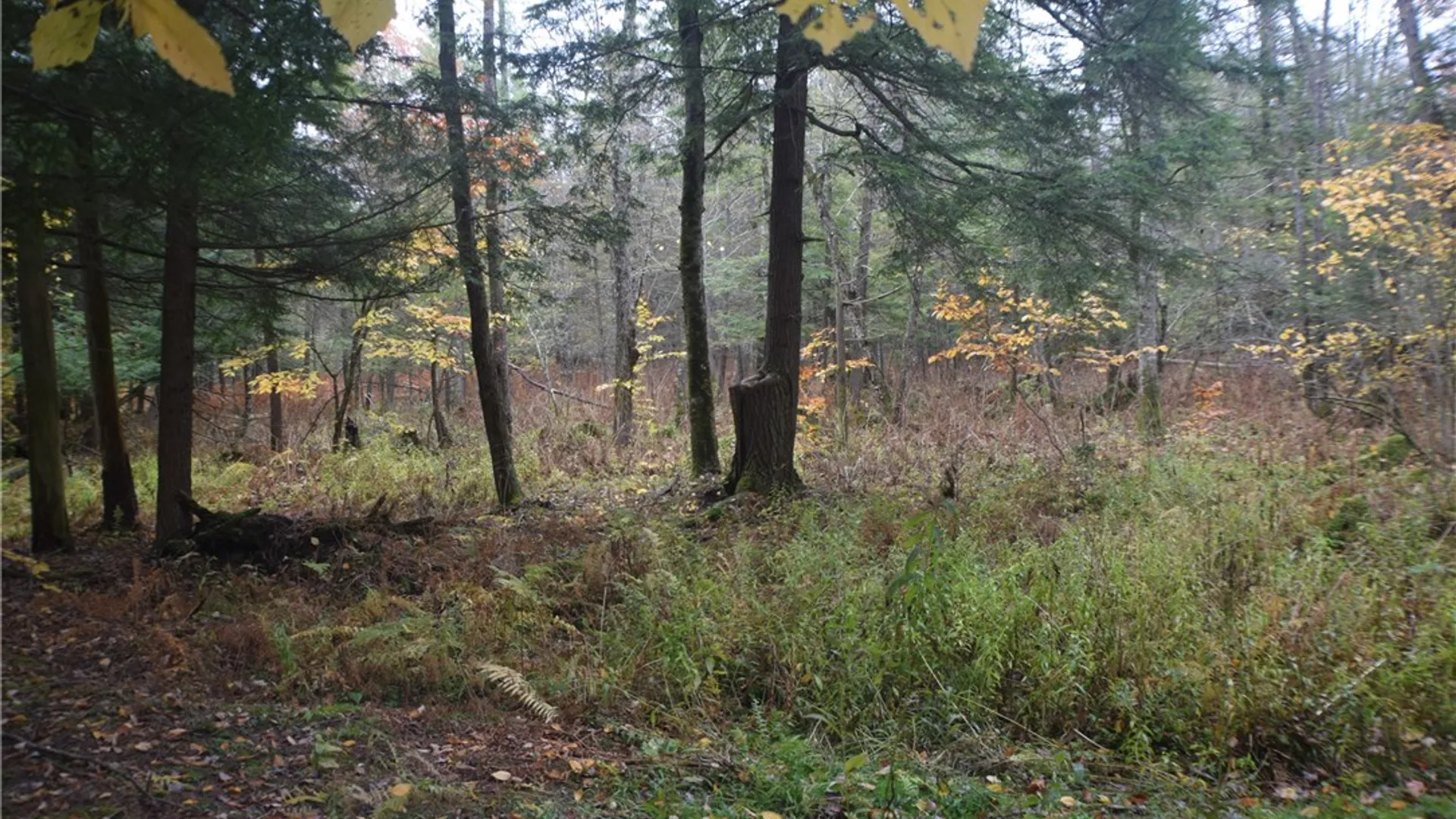 Property at 0 Crandall Rd & County Rd 37, Guilford, NY 13780 8