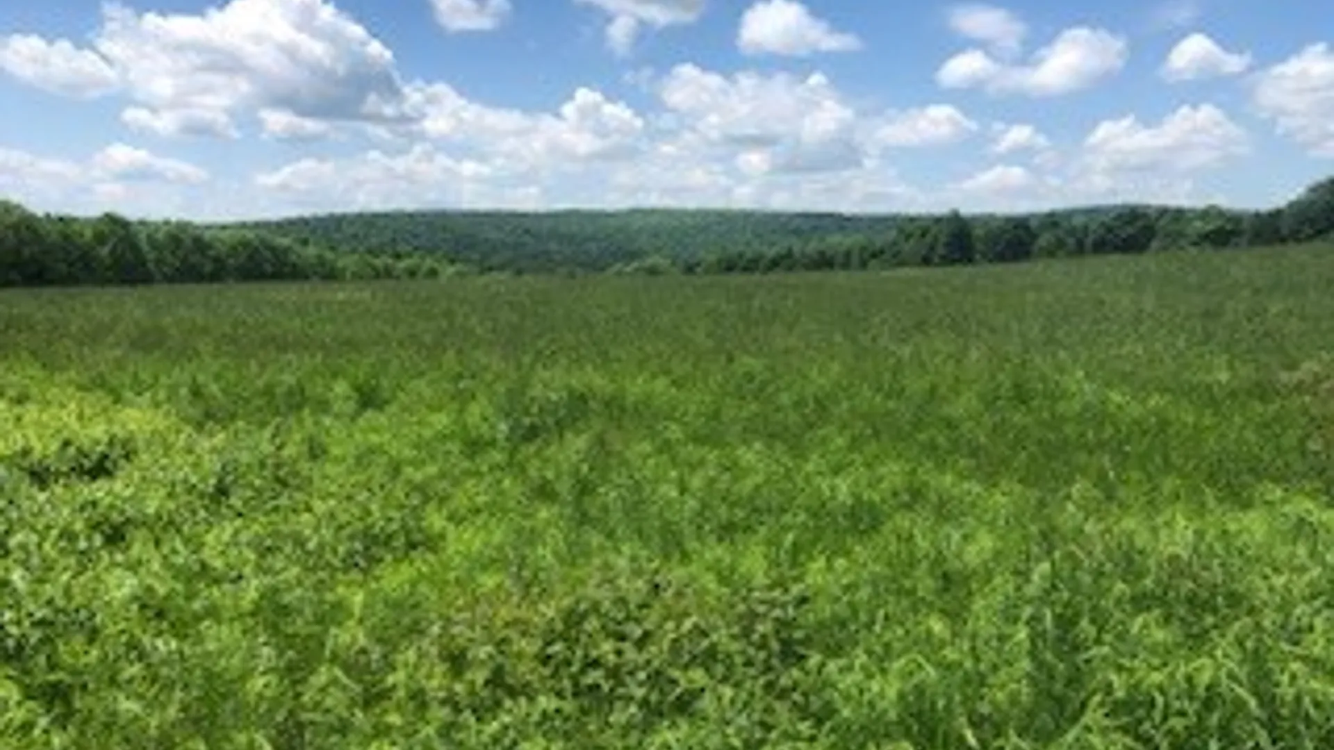 Property at 10277 Chesebro Road, Brookfield, NY 13485 8