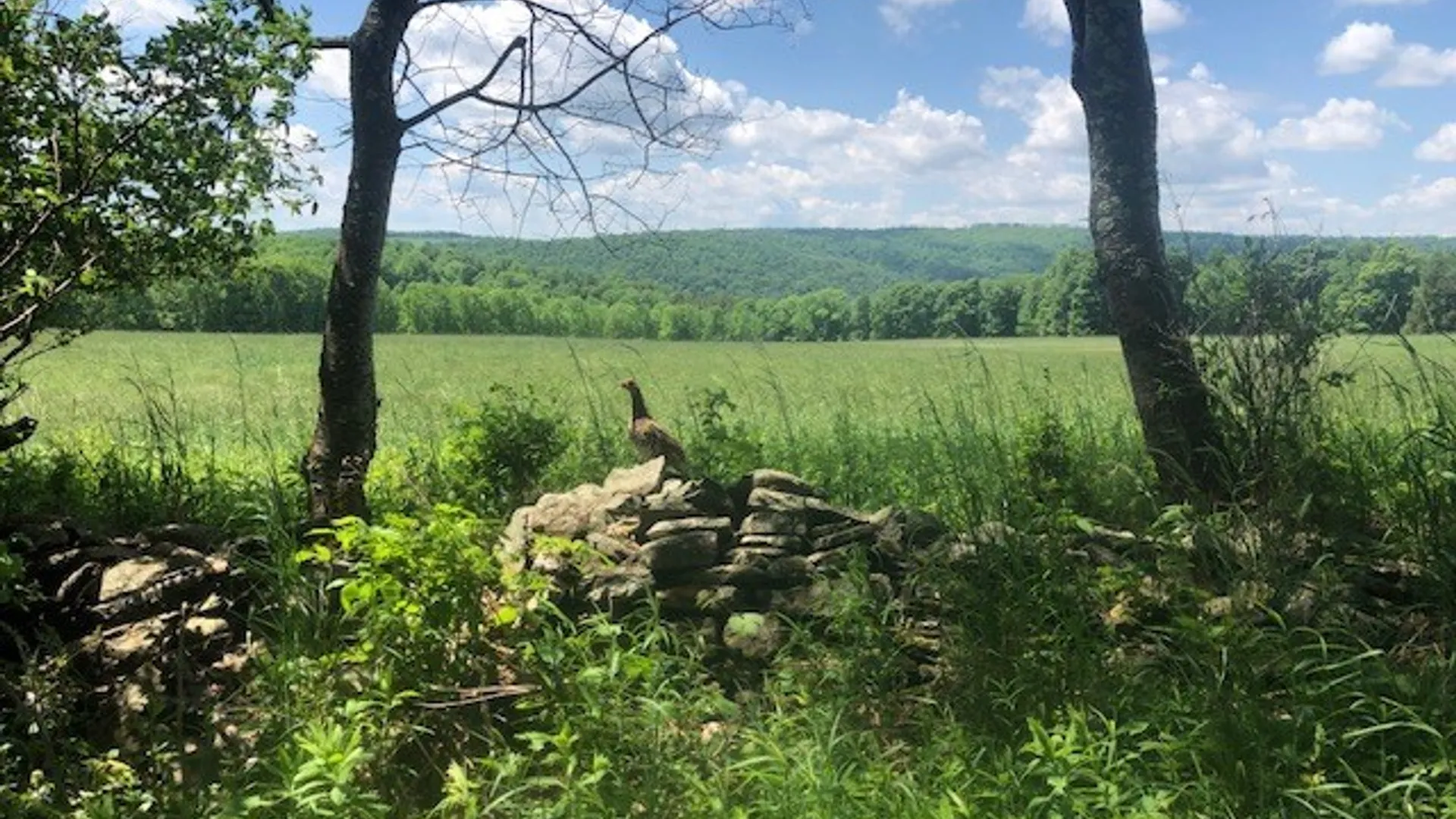 Property at 10277 Chesebro Road, Brookfield, NY 13485 9