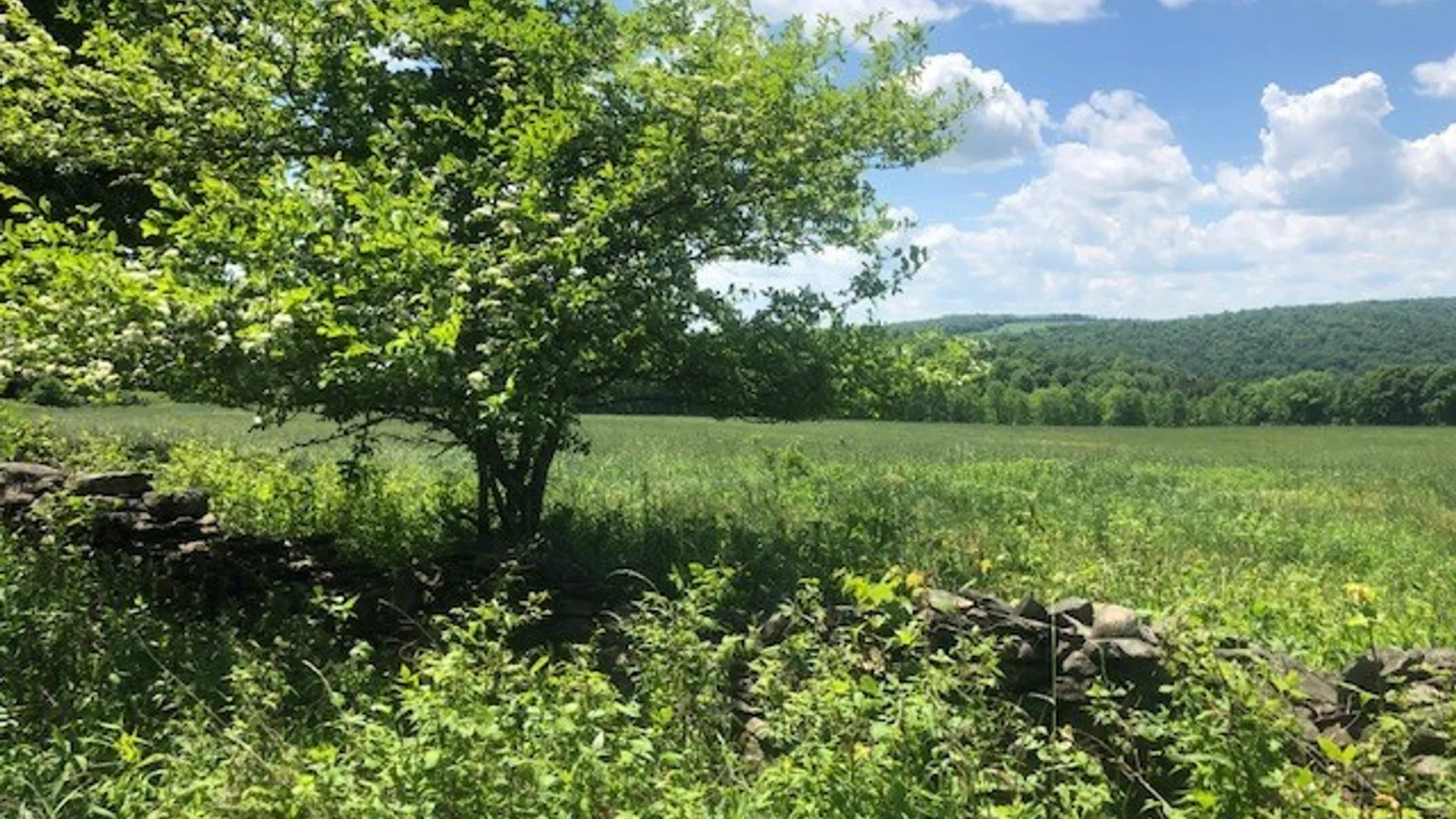 Property at 10277 Chesebro Road, Brookfield, NY 13485 19